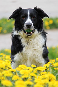 urlaub-mit-hund-nordsee-pellworm