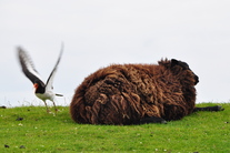 nordseedeich-tiere-kinder.jpg