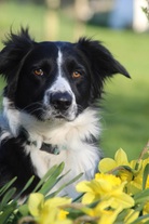 hundeurlaub-pellworm-pfoten.jpg